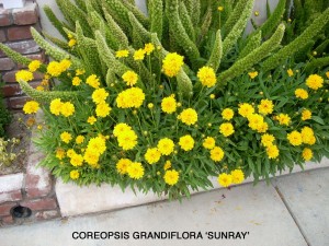 Coreopsis grandiflora 'Sunray'